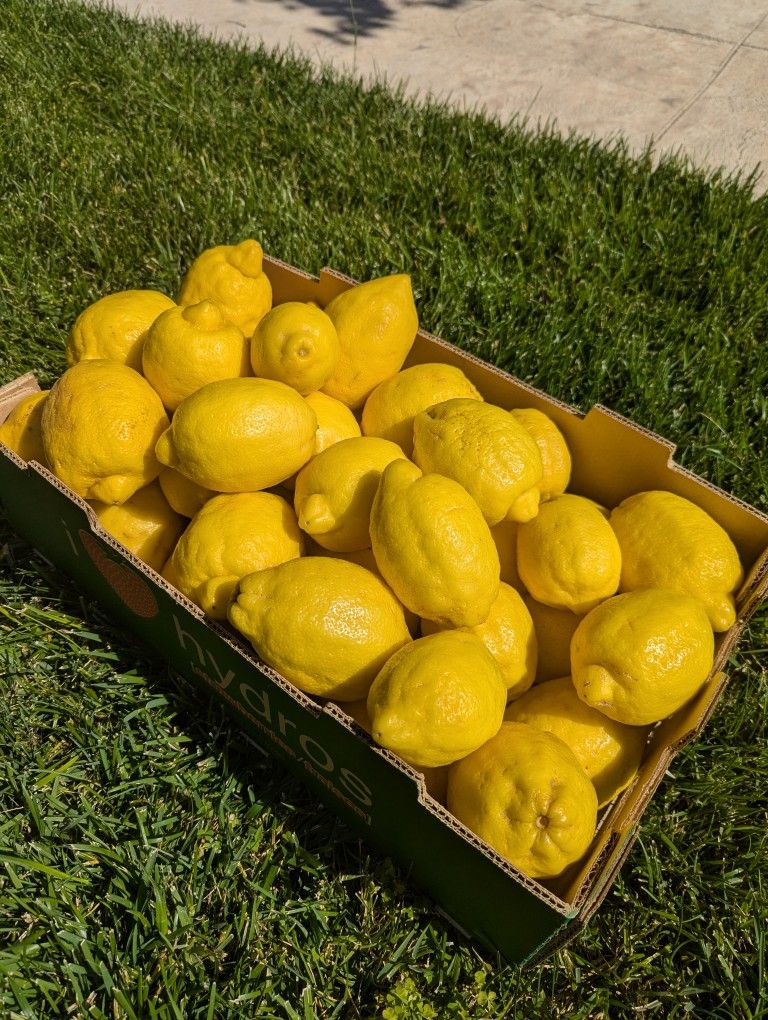 Fresh Homegrown Lemons