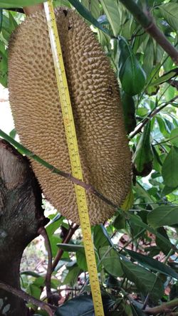 Jack fruit