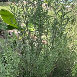 Rosemary Cuttings 