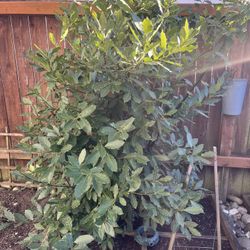 Fresh Organic Bay Leaves