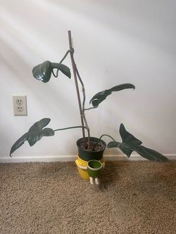 Philodendron horse head $10