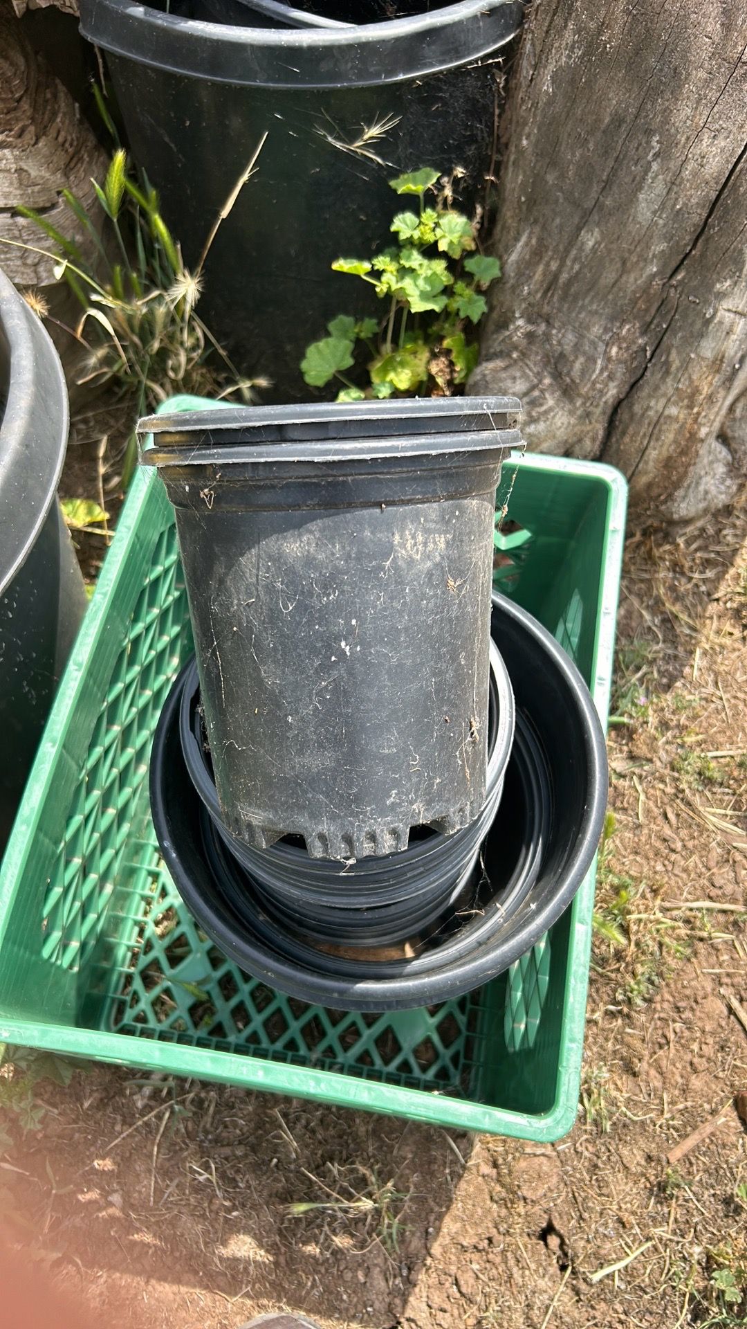 Botes de un galón