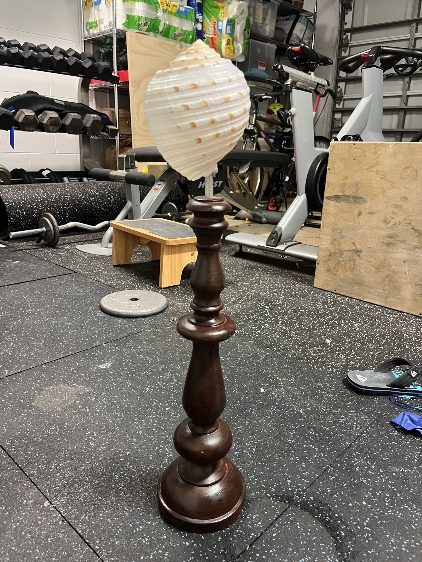 Real Shell On Stand