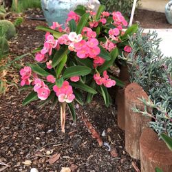 Crown Of Thorns 