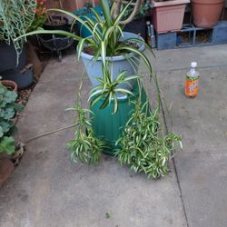 Plant