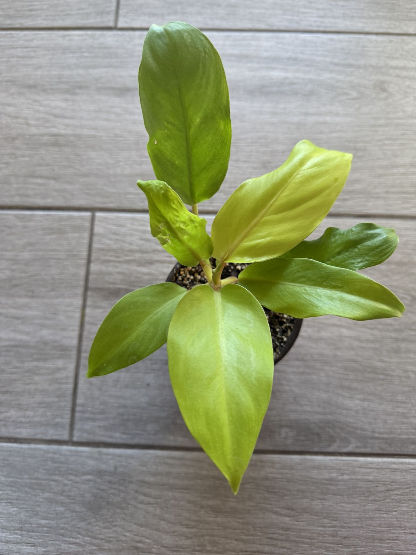 Golden Goddess/ Lemon Lime Philodendron Live Plant