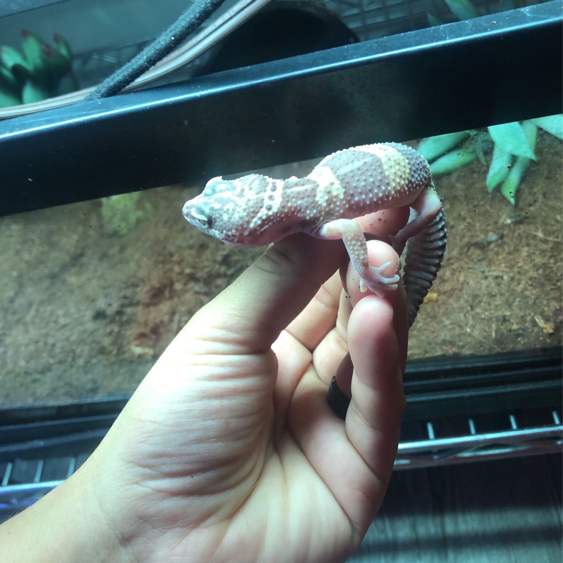 Gecko Enclosure 