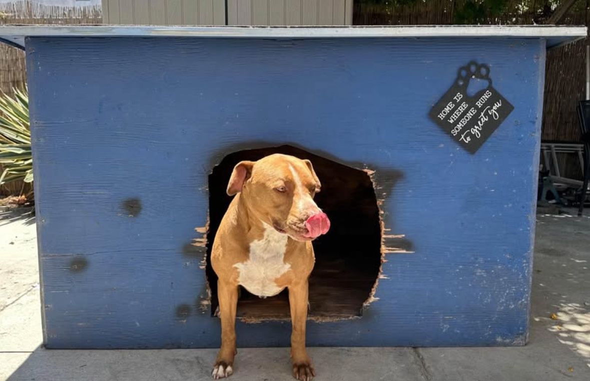 XXL Dog House $200 OBO