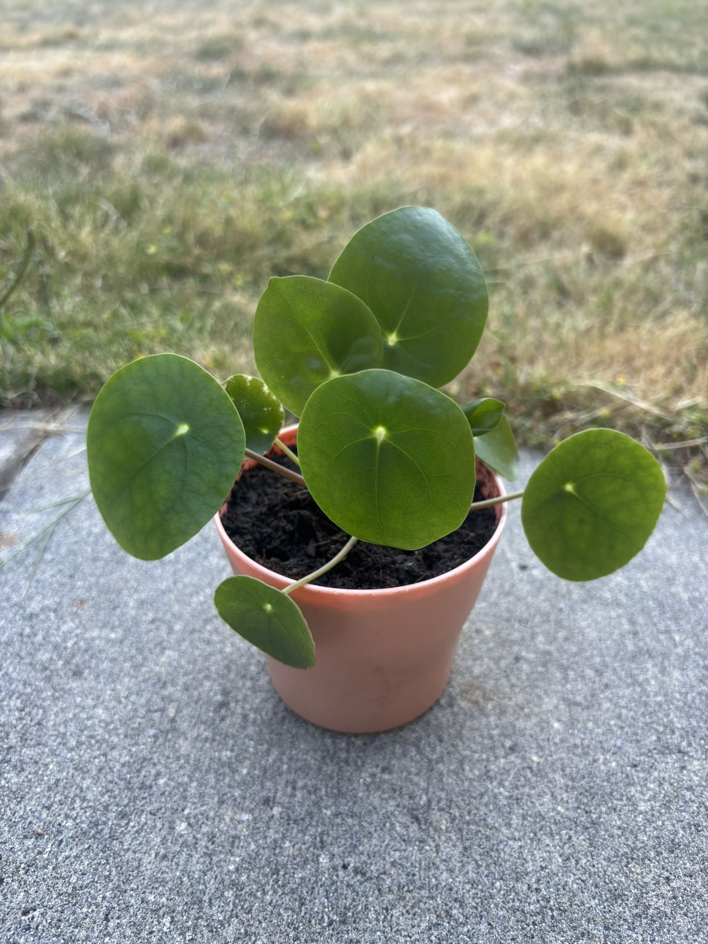 Chinese Money Plant (Pilea) - 10$
