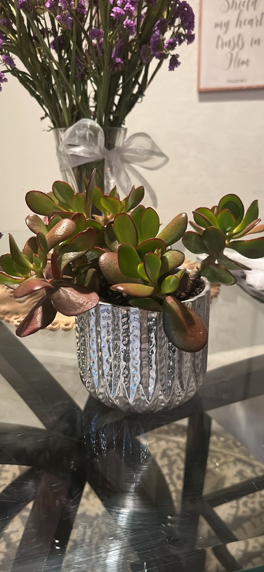 Four Rooted Succulents In Pots