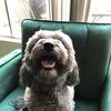 Winston