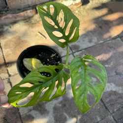 Monstera Swiss Cheese