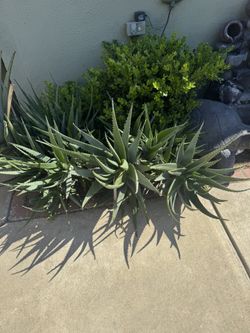 Aloe Vera plant
