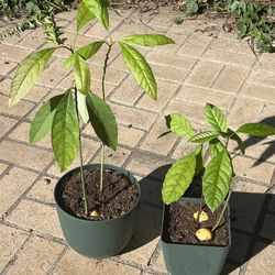 Potted Avocado Plants