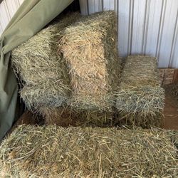Orchard Grass Hay