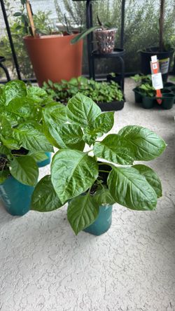 Aji cachucha