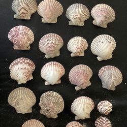 19 Beautiful Shells 1.5”-3” 