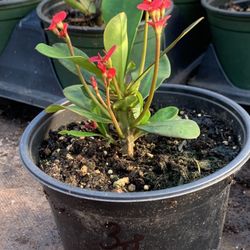  Crown of Thorns, Euphorbia milii, Madagascar Christ Thorn