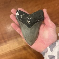 Beautiful 5.1” Fossil Megalodon Shark Tooth 100% Authentic 