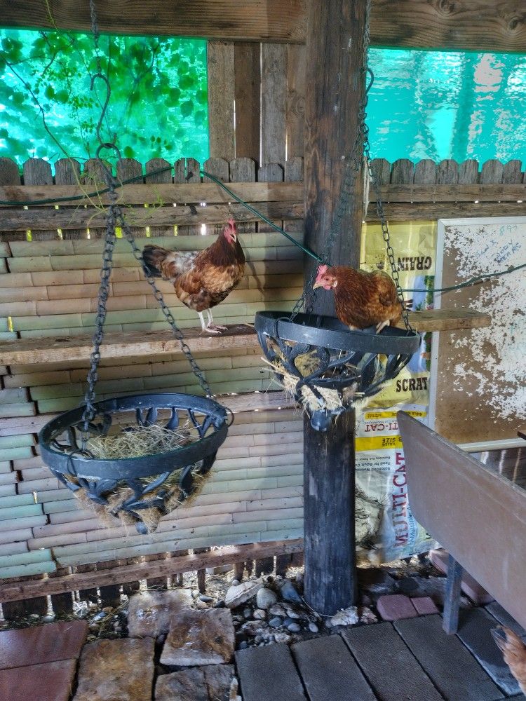 Laying Hens