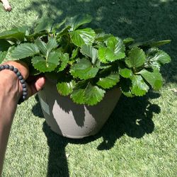 Strawberry 🍓 Plant 🪴 