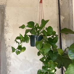 Pothole Plant