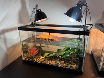 Aquarium (with turtle)