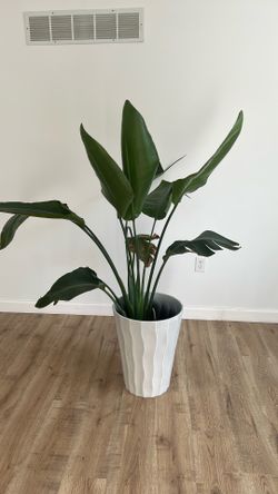 Bird of Paradise