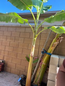 Blue Java Banana tree 8ft