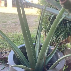 Aloe Vera Without Planter 