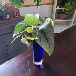 Plqnt Cuttings Bundles