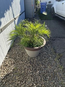 Palm Trees With Concrete Pot