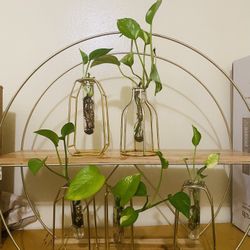 Shelf & Plants