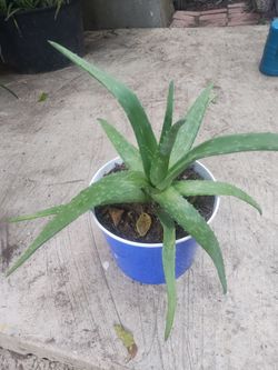 Aloe vera plant