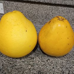  grapefruit freshly cut 