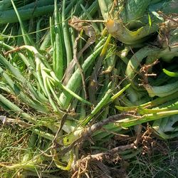 Plantas De Sabila O Alovera  Free  Gratis 55 Y Olib Av