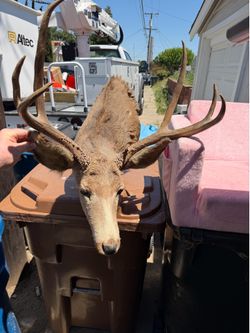 Mule deer shoulder mount
