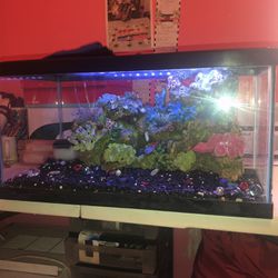 15 Gallons Fish 🐠 Tank 
