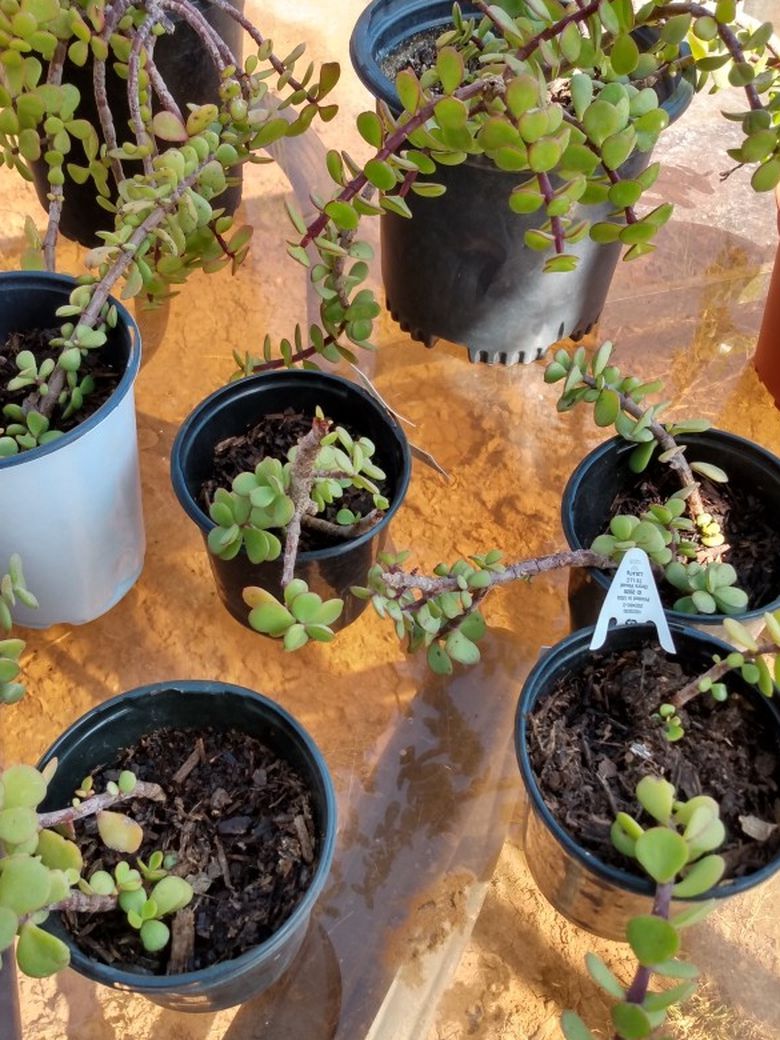 Jade Plant / Succulent