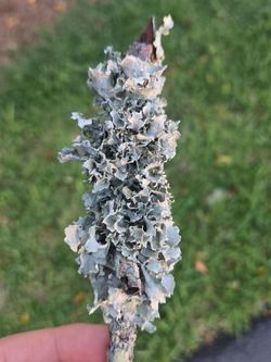 Live lichen on branch