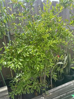 Pomegranate plant