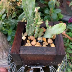 Beautiful Cactus In Small Redwood  Planter.