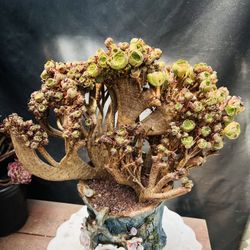 Aeonium Eggs Crest Imported On Sale