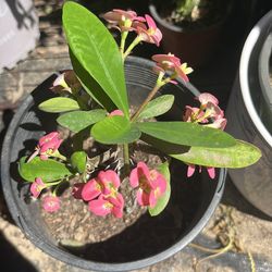 Crown of Christ Corona de Cristo