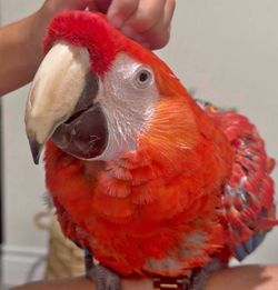 Macaw cage
