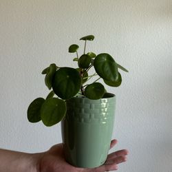 Pilea “Money” Indoor Plant In Green Ceramic 