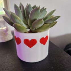 Valentines Succulent And Pot