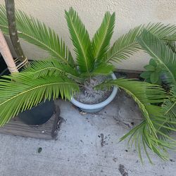 Sago Plants