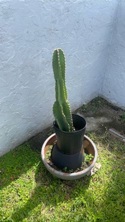 Plantas Cactus 