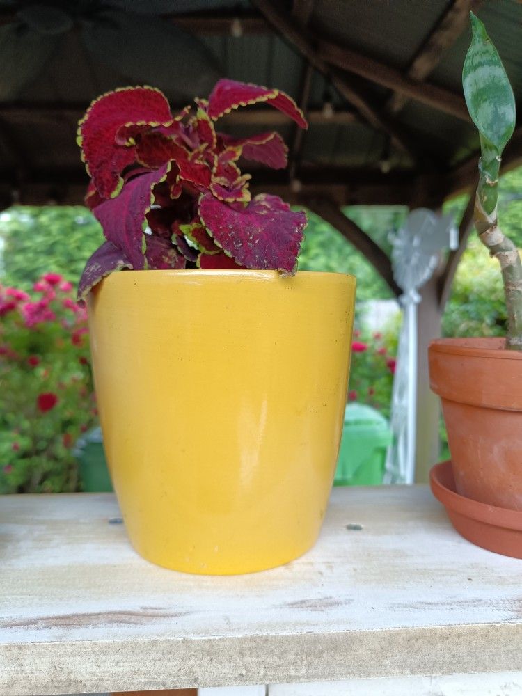 Ceramic Planter/Flower Pot🌻*** Coleus Plant